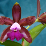 Cattleya leopoldii